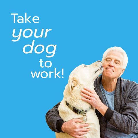 senior man embracing labrador with take your dog to work text - Download Free Stock Templates Pikwizard.com