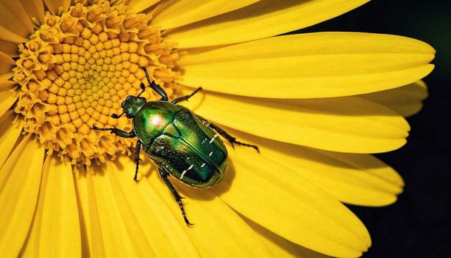 Iridescent green scarab beetle on yellow daisy macro close-up showing pollen in sunlight