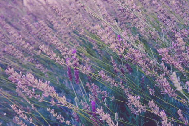Lavender Field in Bloom During Golden Hour - Download Free Stock Photos Pikwizard.com