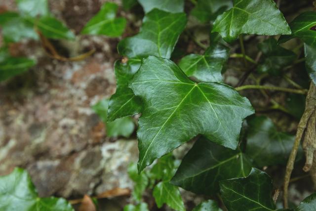 This image captures a close-up view of lush green ivy leaves, showcasing their vibrant color and detailed texture. Ideal for use in nature-themed projects, gardening blogs, environmental campaigns, or as a background for presentations and websites.