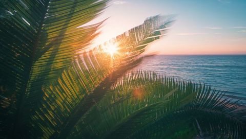 Sunrise over ocean through swaying palm fronds