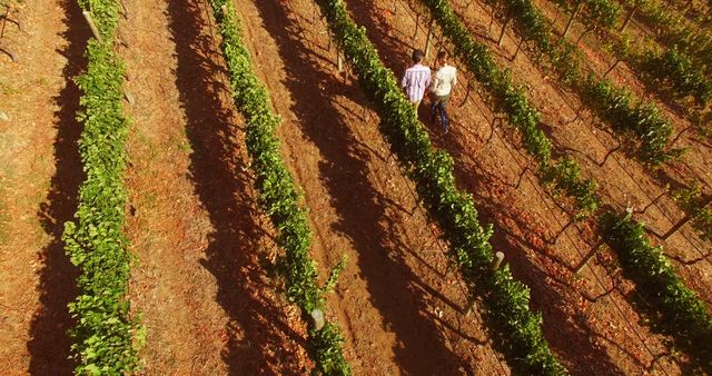 Drone image of couple walking in wine farm