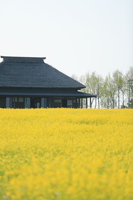 This captures a traditional Japanese house with a thatched roof situated in the middle of a vast blooming canola field. The vibrant yellow flowers in the foreground and the green trees in the background create a serene and picturesque scene. This peaceful rural landscape is ideal for use in travel promotions, cultural exploration articles, nature and spring-themed designs, and backgrounds in brochures highlighting the beauty of rural Japan and traditional architecture.