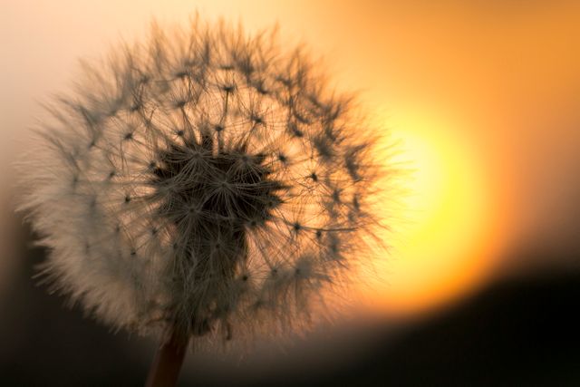 The close-up of a dandelion is silhouetted against a beautiful golden sunset, focusing on the intricate details of its seeds. This image is perfect for nature-themed projects, background designs for inspirational quotes, or wellness and mindfulness content, emphasizing the beauty and delicacy of nature.