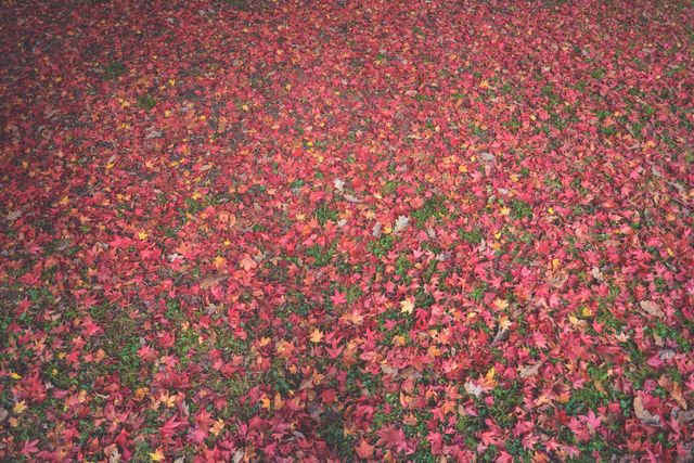 Texture of Fallen Autumn Leaves Covering Ground - Download Free Stock Photos Pikwizard.com