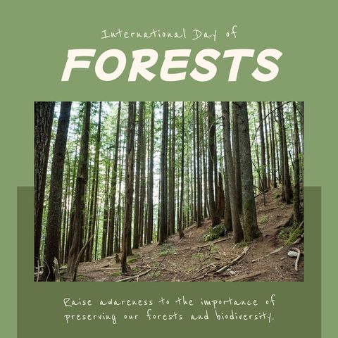 International Day of Forests with Lush Woodland Landscape - Download Free Stock Templates Pikwizard.com