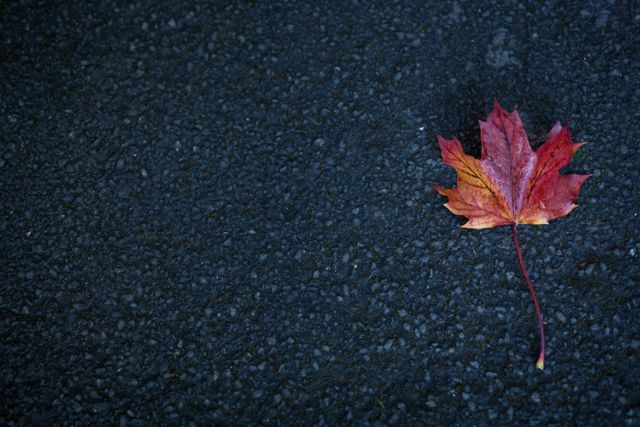 Autumn Red Maple Leaf on Dark Asphalt Road - Download Free Stock Photos Pikwizard.com