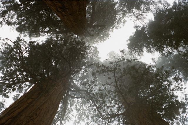 Mist rises through giant redwood trees viewed from forest floor, their trunks vanishing into dense fog. Perfect for use in articles on nature, tranquility, and conservation. Ideal for eco-tourism promotions, environmental campaigns, and backgrounds in nature-themed designs.