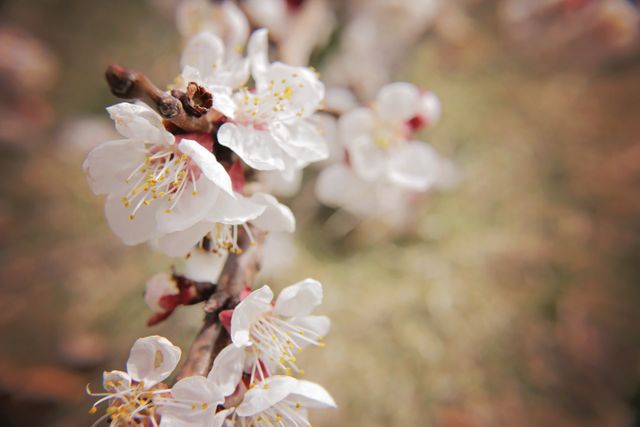 Beautiful close-up of white blossoms on a branch, indicating the onset of spring. The soft focus in the background draws attention to the delicate flowers. Ideal for use in nature blogs, seasonal greetings, gardening websites, and floral themed designs.