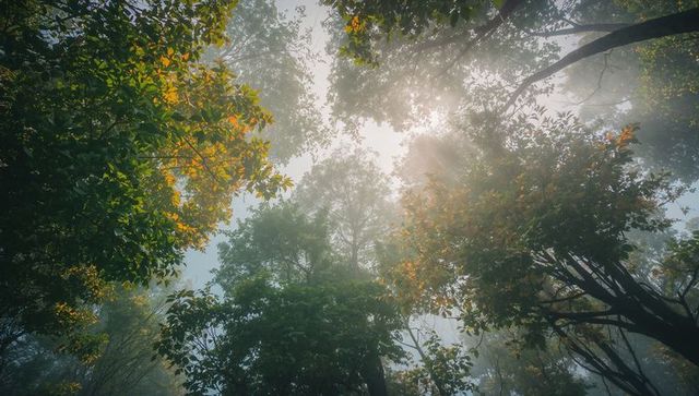 Sunbeams Filtering Through Misty Canopy at Dawn Ethereal Forest Treetops