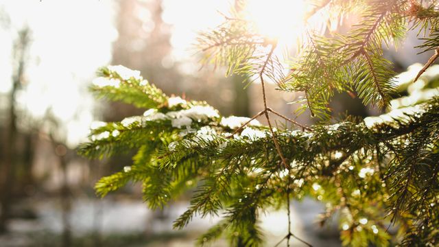 Sunlight streaming through a pine branch laden with snow in a serene winter forest. Perfect for use in nature-focused projects, winter scene designs, Christmas themes, and outdoor adventure promotions.