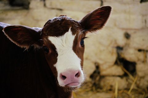 Curious brown and white calf looking at camera with pink nose in rustic barn