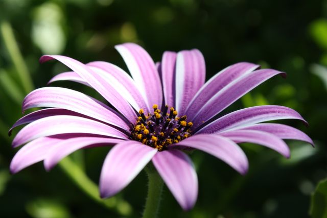 Close-up of Purple African Daisy in Bloom - Download Free Stock Photos Pikwizard.com