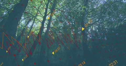Forest technology integration: nature and data visualization