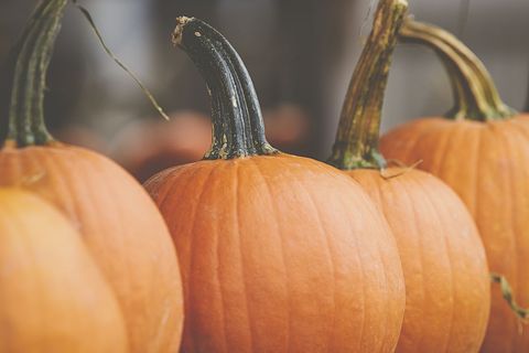 Autumn pumpkins displaying long dark stems and smooth orange skin, close-up harvest detail