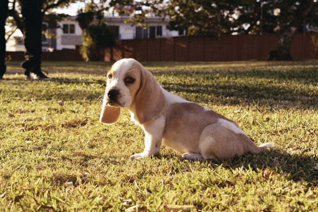 Adorable Beagle Puppy Playing in Sunny Park - Download Free Stock Photos Pikwizard.com