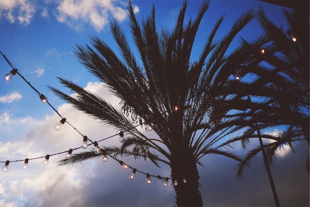 Palm Tree with String Lights During Sunset - Download Free Stock Photos Pikwizard.com