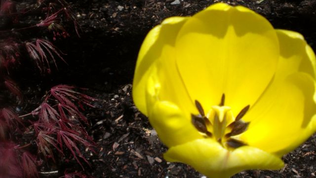 Close-up view of a vibrant yellow tulip in full bloom in a garden setting. Ideal for use in gardening blogs, nature-themed articles, or as a colorful desktop background to celebrate springtime. The bright hue of the tulip's petals contrasts with darker surrounding foliage, emphasizing the freshness and beauty of the flower.