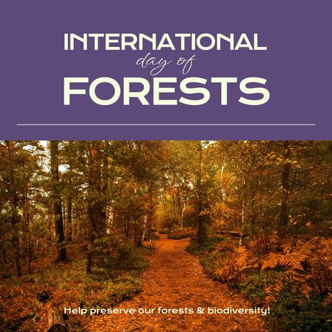 Vibrant Forest Path Celebrating International Day of Forests - Download Free Stock Templates Pikwizard.com