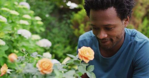Happy Man Enjoying Gardening with Vibrant Roses - Download Free Stock Images Pikwizard.com