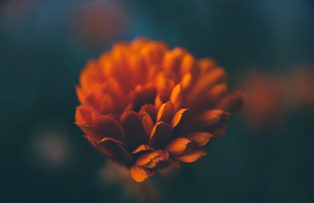 Macro image captures an orange flower in soft focus making it ideal for nature, botanical and floral themes. The vibrant colors and detailed petals can be used for backgrounds, posters, and nature blogs.