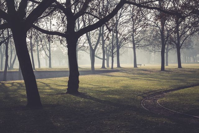 Calm Misty Morning in Park with Bare Trees and Green Grass - Download Free Stock Photos Pikwizard.com