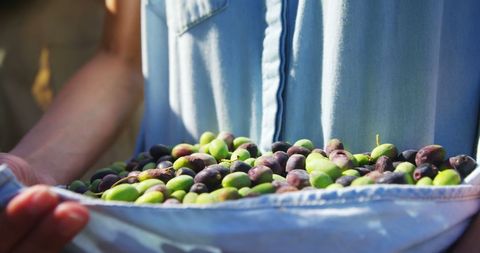 Handful of Freshly Picked Olives Captured In Blue Denim Shirt