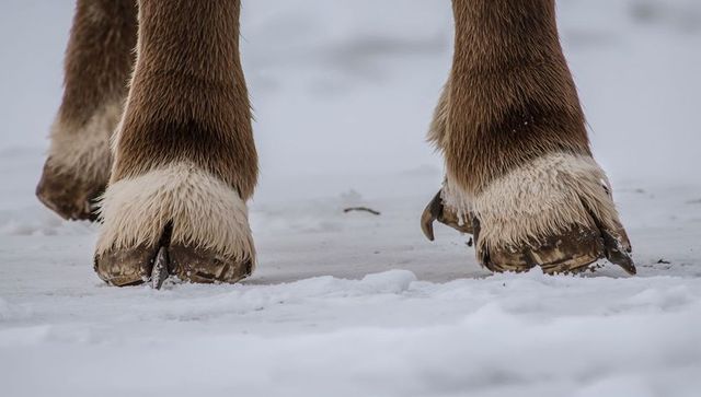 Close-up reindeer hooves showing shaggy pastern hair walking on packed snow in tundra