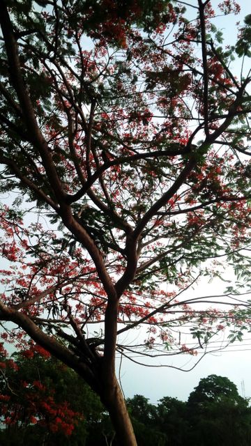 Image features a tree blooming with red-orange flowers against a clear sky backdrop. Ideal for use in nature articles, botanical studies, gardening blogs, or as a serene background image for environmental-themed designs and presentations.