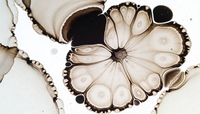 Radial ink blooming on backlit surface revealing cellular droplets and fluid filaments