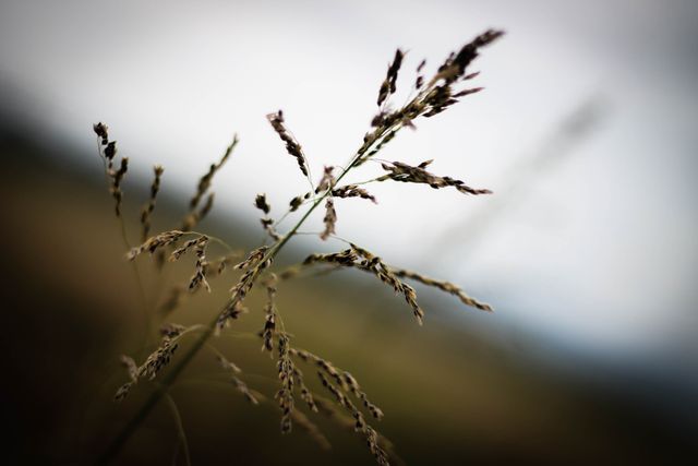 Image features a close-up of delicate grass with a blurred background. Suitable for use in nature-focused content, environmental blogs, presentations about flora, or wallpapers for serene and peaceful themes.
