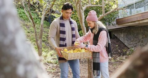 Asian couple harvesting homegrown lemons in backyard orchard wearing scarves
