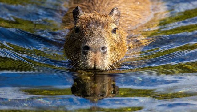 Capybara swimming closeup with clear reflection, wet fur and rippling algae-filled water