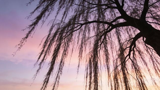 Willow tree silhouette at pastel sunset with hanging branches and minimalist composition