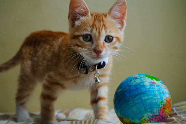 Orange tabby kitten wearing collar, showing interest in small globe on bed. Perfect for themes of curiosity, exploration, travel concepts, pet care, and cute animal content. Suitable for educational materials, travel blogs, pet adoption advertisements, and social media posts focused on pets.
