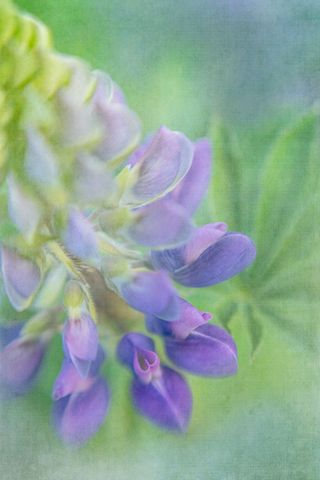 Dreamy Purple Lupine Blossoms with Green Leaves