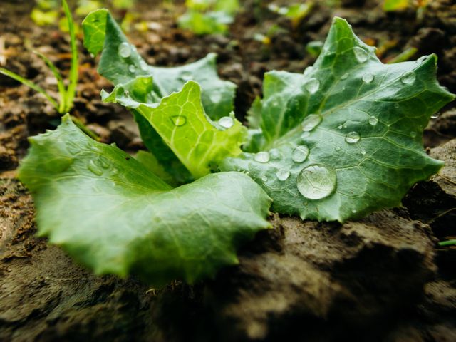 Detailed image focusing on leafy green vegetables covered in water droplets in a garden setting. This vivid and refreshing scene highlights fresh produce and can be perfect for use in articles, websites, or advertisements promoting gardening, organic farming, healthy eating, and fresh vegetables.
