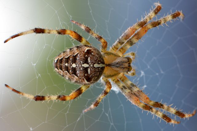 The image shows a garden spider weaving its web. It captures intricate details of its body structure and web, making it ideal for educational materials on arachnids, nature articles, or use in presentations about biodiversity. This close-up can also be used for illustrating topics on the ecosystem and arthropod behaviors.
