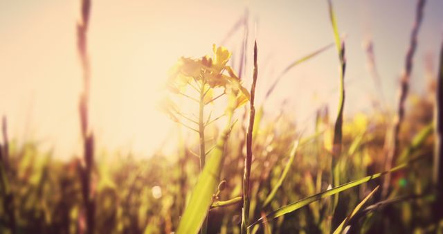 This evocative image captures a sunlit field with a single yellow flower surrounded by blurred grass and vegetation. The warm light creates a mood of tranquility and flourishing nature. Ideal for use in promotional materials for wellness retreats, nature conservation projects, eco-friendly products, or any project looking to evoke warmth and peace.