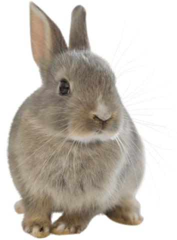 adorable baby bunny with transparent background - Download Free Stock Videos Pikwizard.com