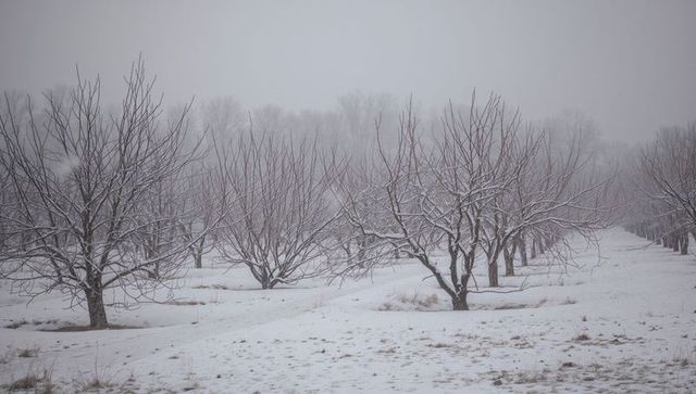Snow-dusted orchard rows receding into foggy winter grove