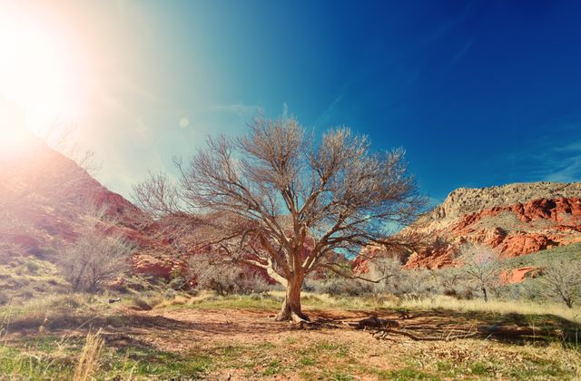 Lone Tree in Desert Landscape with Dramatic Sunlight - Download Free Stock Photos Pikwizard.com