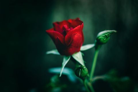 Beautiful red rose black background bud against dark blurred background