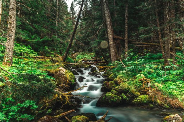 Tranquil Stream Flowing Through Lush Green Forest - Download Free Stock Photos Pikwizard.com