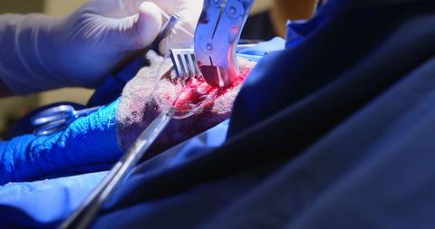 Close-up of Veterinary Surgery on Dog with Precision Instruments