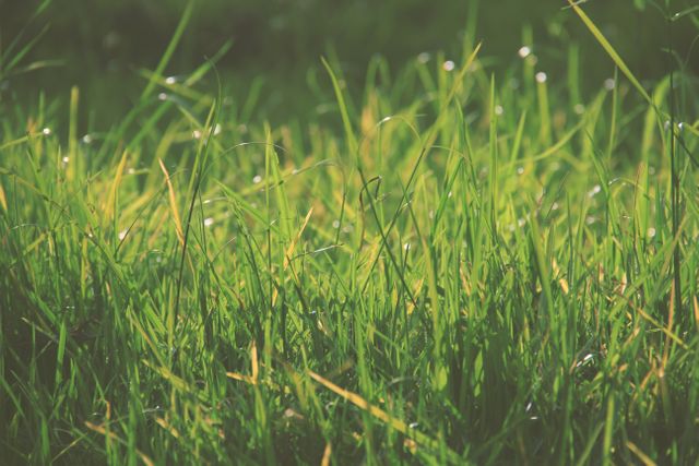 Close-up of lush green grass with dew drops glistening in the morning sunlight. This can be used in articles related to nature, gardening, lawns, and outdoor activities. Perfect background for eco-friendly and organic content.