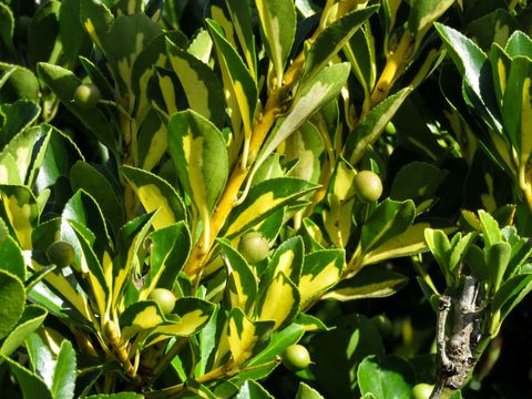 Sunlit variegated evergreen shrub displaying yellow-green leaves with round green berries