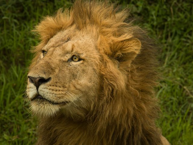 Close up shot of a lion against green grass. Wildlife and nature concept