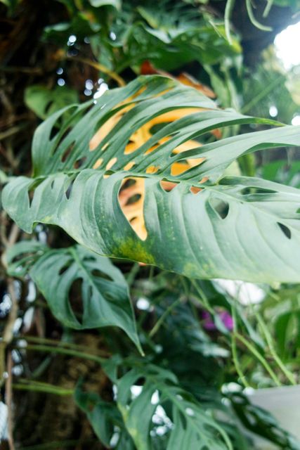 Tropical Monstera deliciosa plant with distinctive perforated leaves in sunlight. Suitable for nature-related projects, botanical studies, gardening blogs, and floral-themed designs.