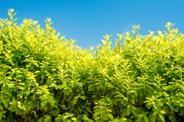 Lush green shrubs growing tall with vivid leaves under a clear blue sky. Perfect for themes related to nature, outdoor living, gardening, and summertime. Suitable for use in backgrounds, landscape content, or environmental themes.